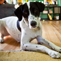 DogWatch of Chautauqua and Erie PA, Jamestown, New York | Indoor Pet Boundaries Contact Us Image