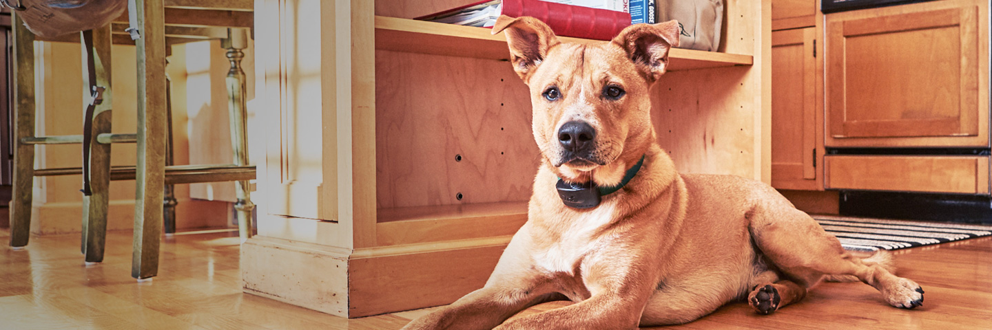 DogWatch of Chautauqua and Erie PA, Jamestown, New York | Indoor Pet Fences Slider Image